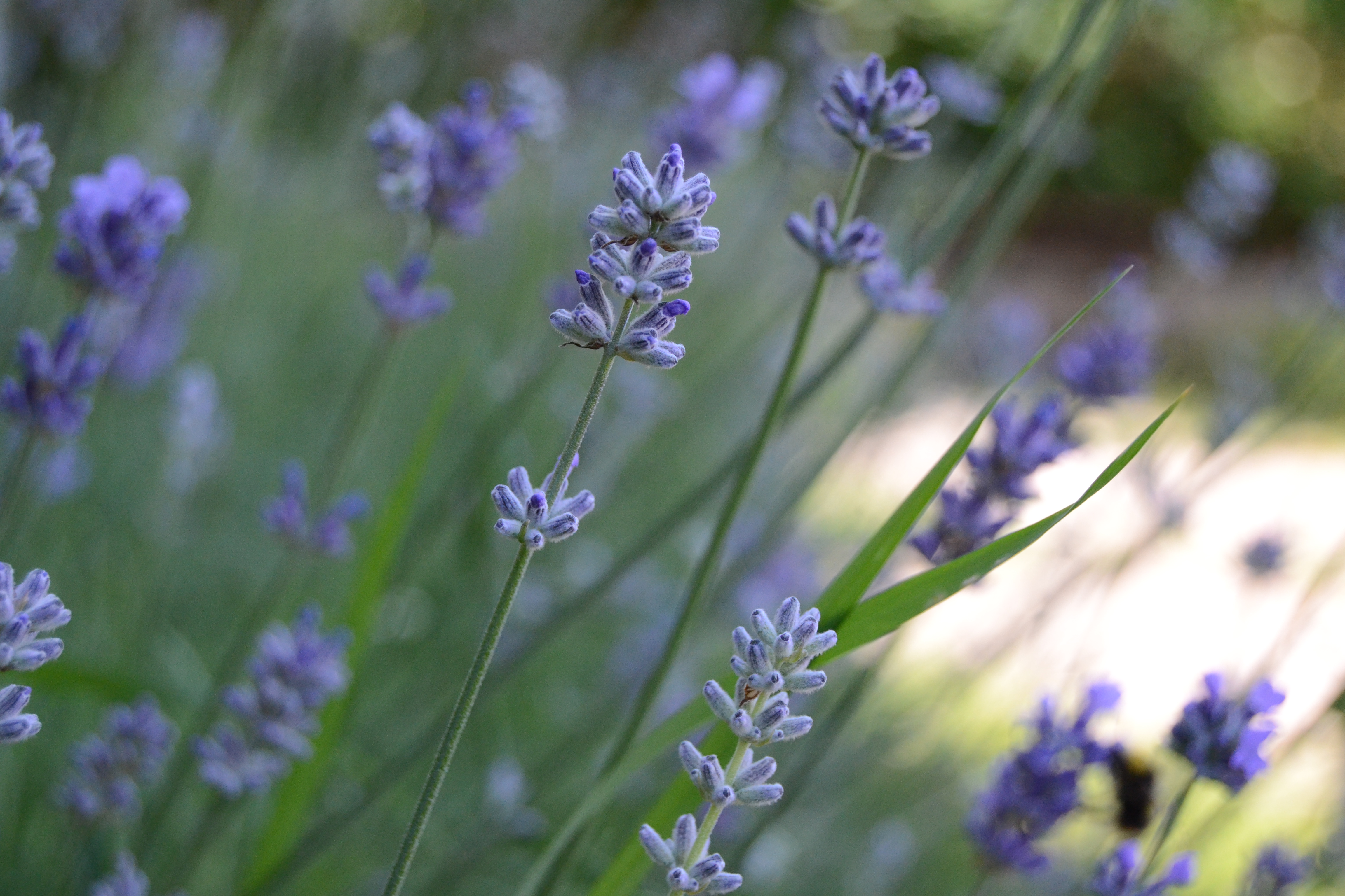 levandula